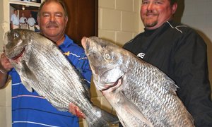 So moet visse mos lyk